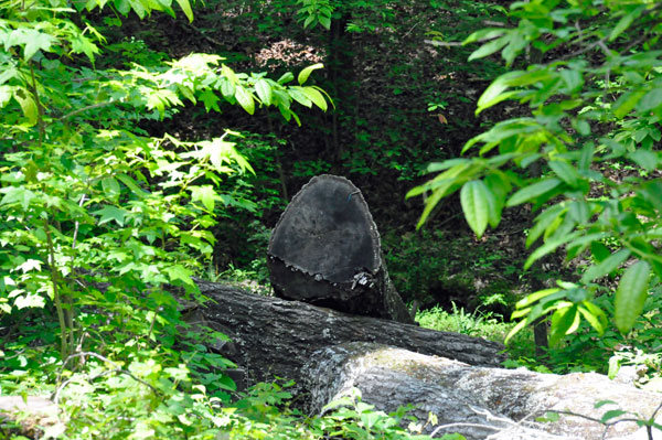 tree stump