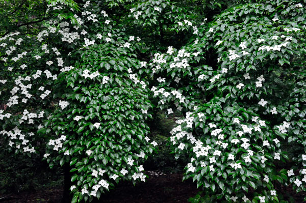 tree with flowers