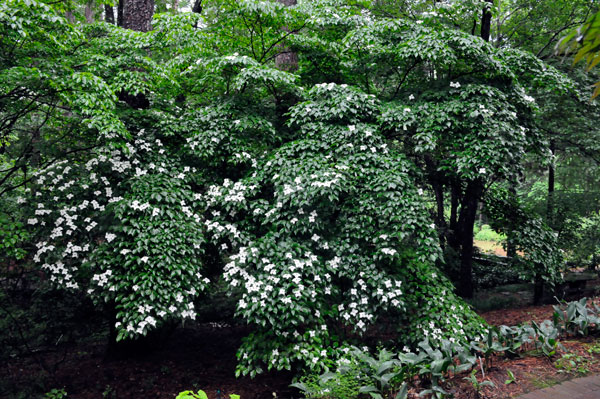 tree with flowers