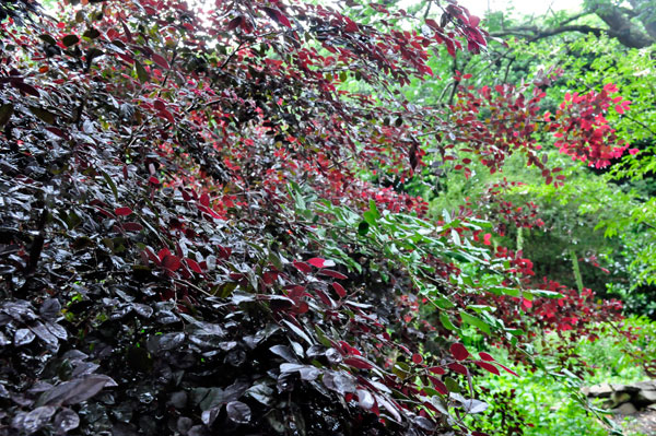 The Purple Diamond Loiopetalum bush 