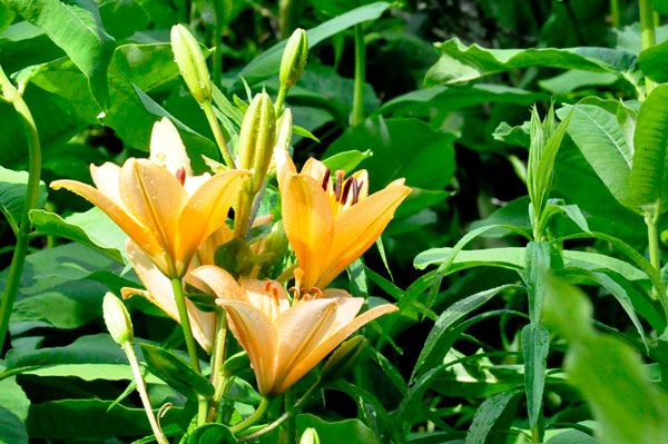 flowers