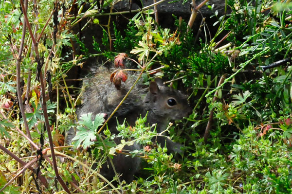 squirrel