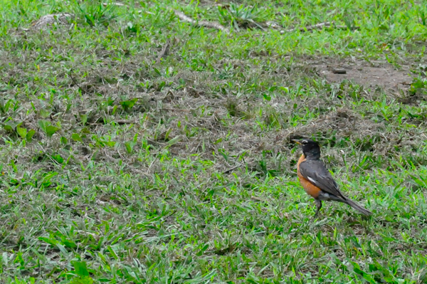 bird