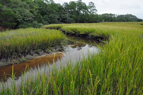 Salt Marsh Habitat