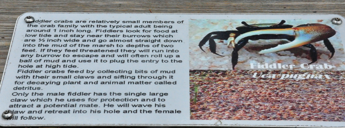 Fiddler crab signs