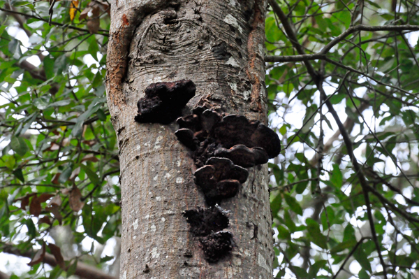 Fungus on a Tree