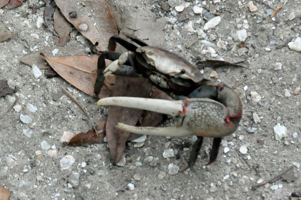 Fiddler crab