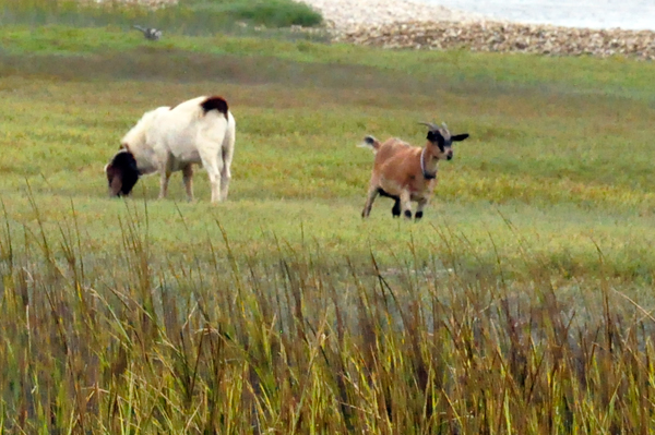 goats