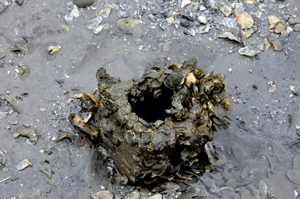 Critter hole