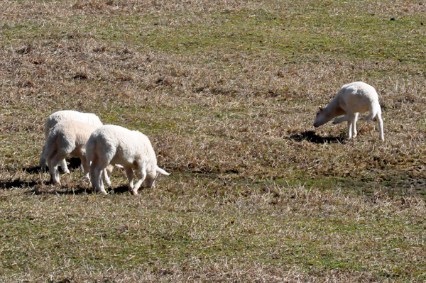 Sheep grazing