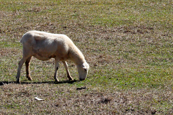 Sheep grazing