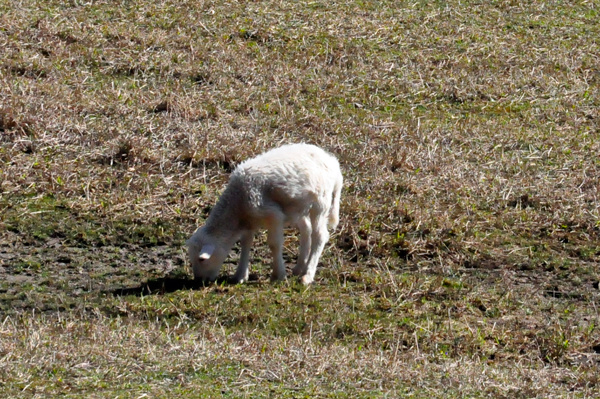 Sheep grazing