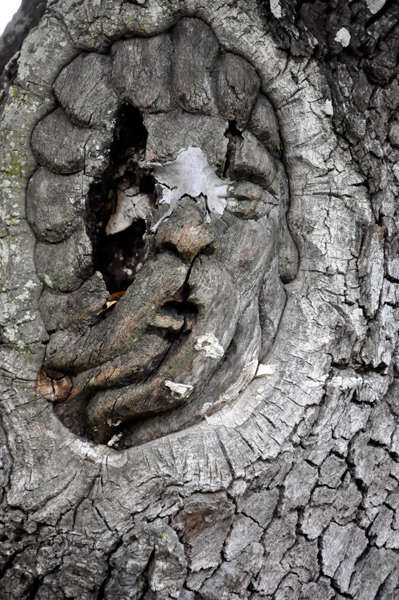 Tree Spirit #6 damaged