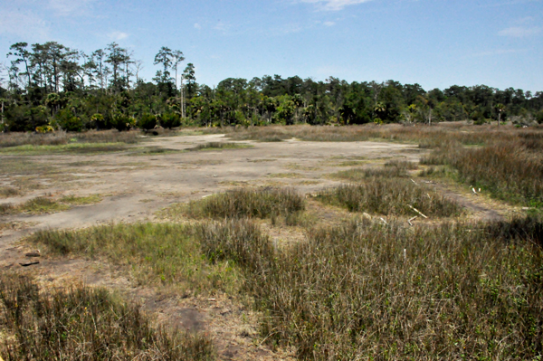 salt marsh