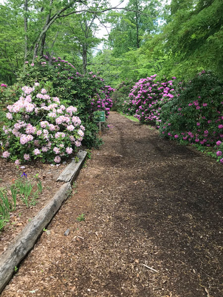 The entry to the flowers at Hamilton Gardens