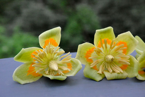 yellow flowers