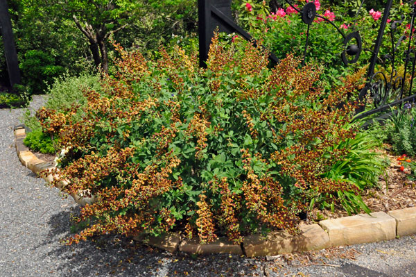 bush