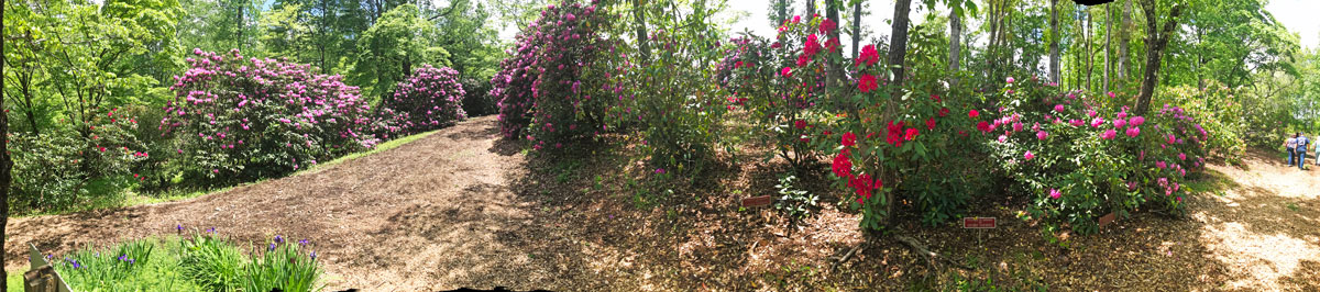 panorama at Hamilton Gardens
