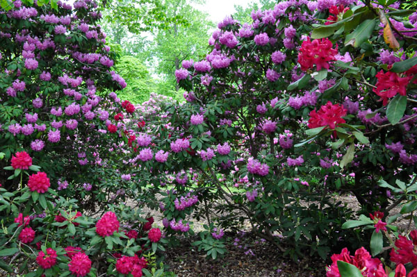 flowers in Hamilton Gardens