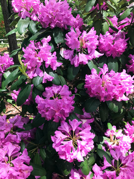 flowers in Hamilton Gardens