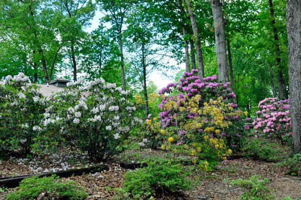 flowers in Hamilton Gardens