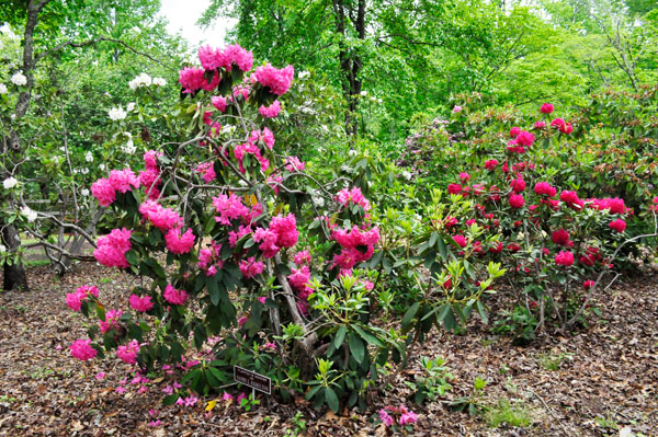 flowers in Hamilton Gardens