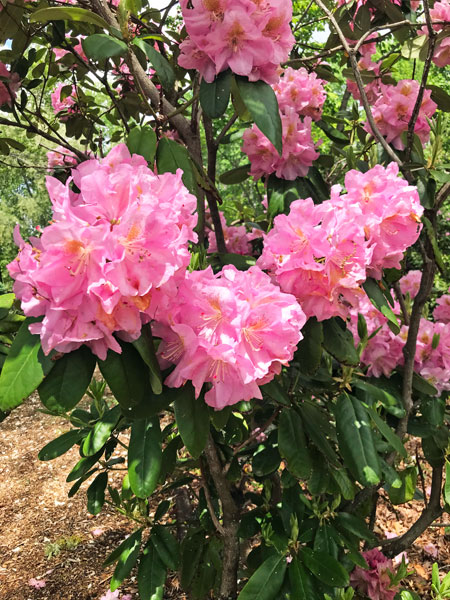 flowers in Hamilton Gardens