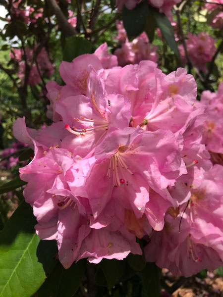 flowers in Hamilton Gardens