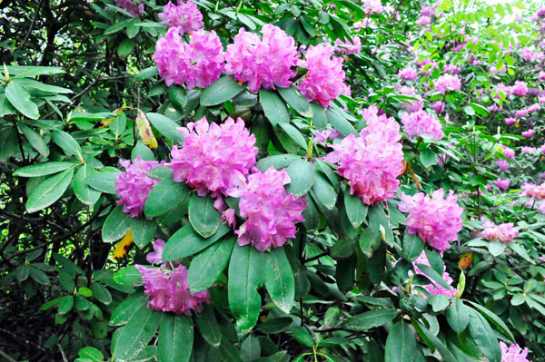 flowers in Hamilton Gardens