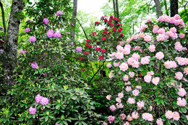 flowers in Hamilton Gardens