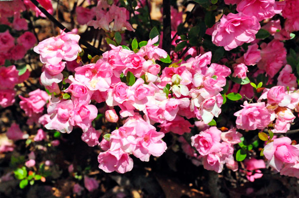 flowers in Hamilton Gardens