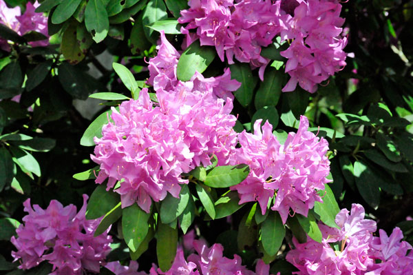 flowers in Hamilton Gardens