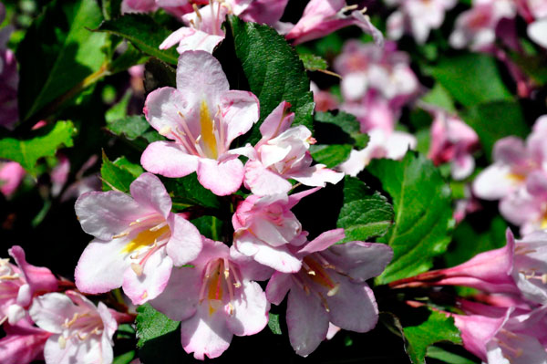 flowers in Hamilton Gardens