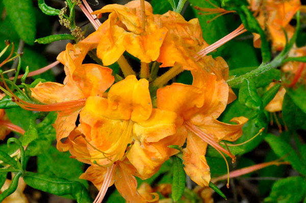 flowers in Hamilton Gardens