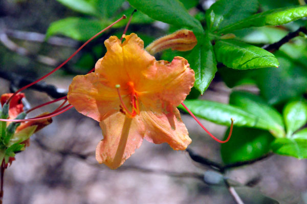 flowers in Hamilton Gardens