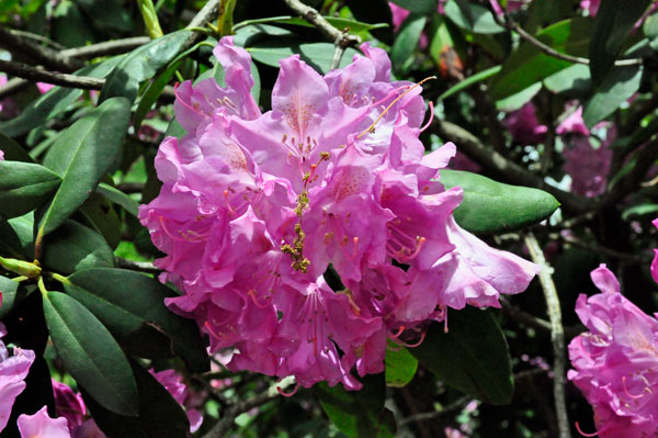 flower in Hamilton Gardens