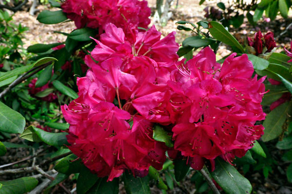 flowers in Hamilton Gardens