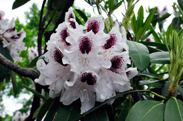 flowers in Hamilton Gardens