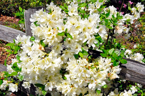 flowers in Hamilton Gardens