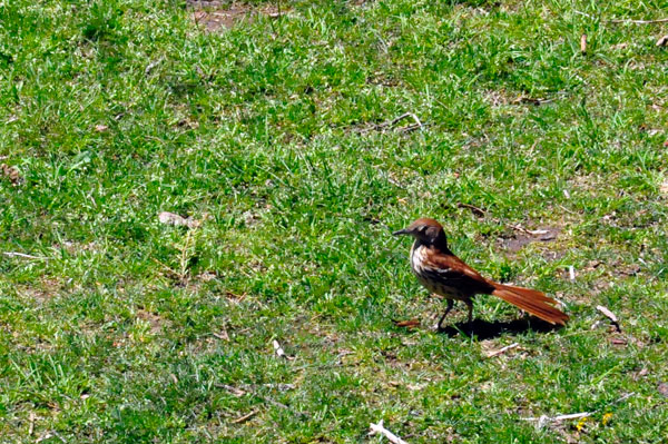 bird
