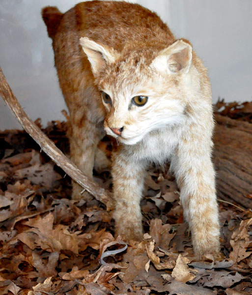 cougar