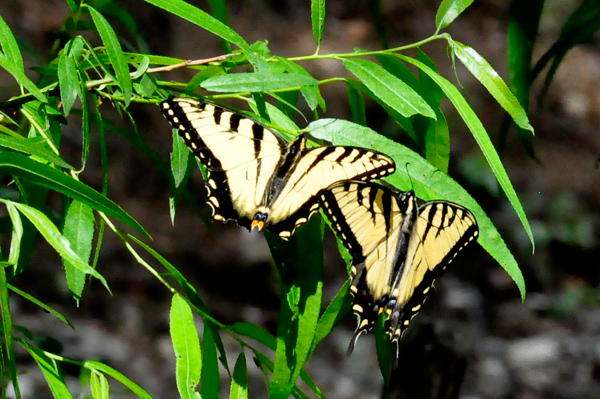 two butterflies