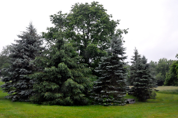 9 evergreens encircle a majestic Red Oak Tree