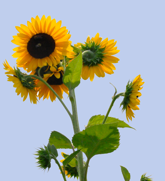 clusters of Sunflowers