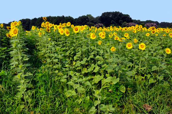 sunflowers