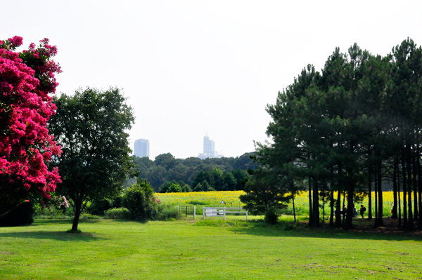 Raleigh skyline