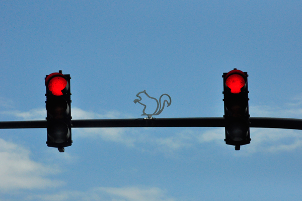 traffic light with a squirrel on top 
