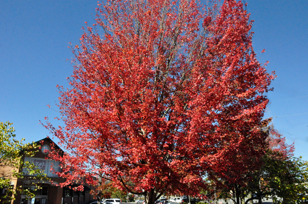 fall colors in Boone NC