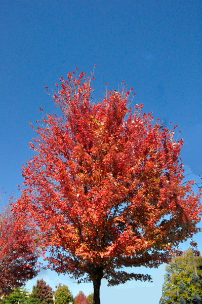 fall colors in Boone NC