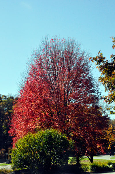 fall foliage